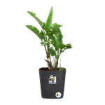 greensense aqua care vierkant 38cm houtskoolgrijs